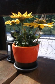 Terapia Skoncentrowana na Rozwiązaniach